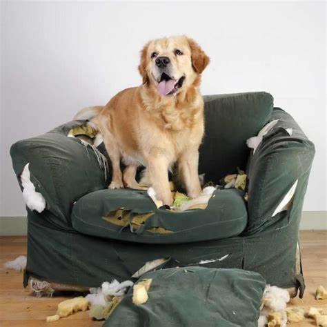 Australian Cobberdog met gedragsprobleem – kauwt kapotte stoel vanwege verveling of spanning