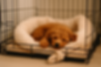 Toy poedel puppy slaapt rustig in een zachte bench tijdens de eerste nacht.”