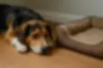 Hond kijkt verdrietig naast een lege hondenmand – signaal van rouw of gemis