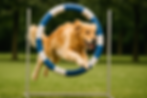 Golden Retriever springt door een agility-hoepel.