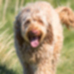 schattig pluizig hond