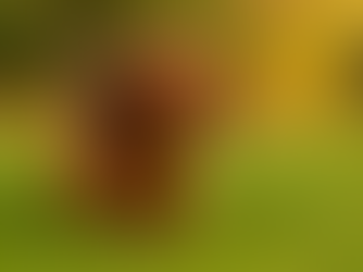 Kaninchen Teckel – Oorsprong, verschil & verzorging (2025)