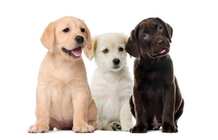 drie puppy's