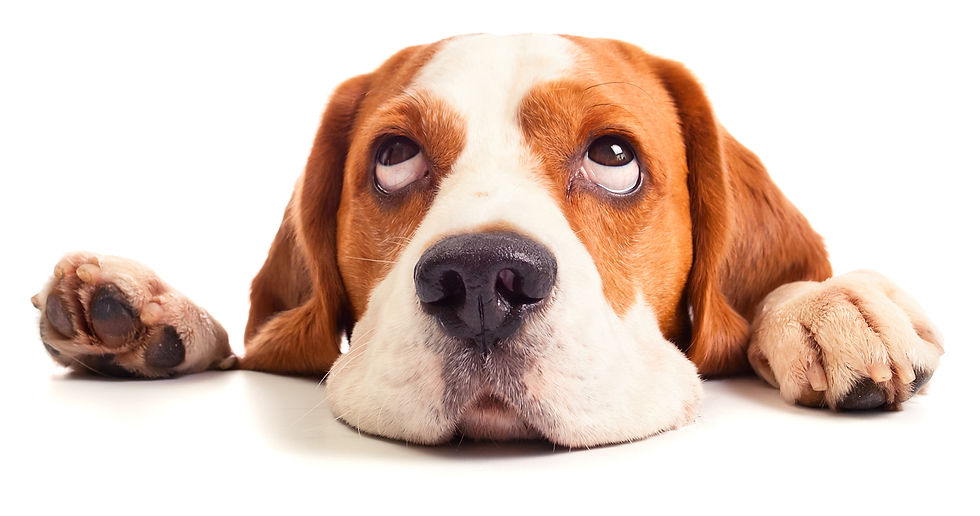 Mijn hond valt uit aan de riem