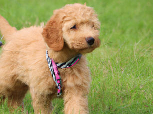 De eerste Australian Labradoodle