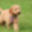 De eerste Australian Labradoodle