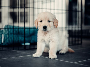 Hondje wat in de bench zit en wacht op zijn baasje