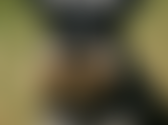 Dwergschnauzer met kenmerkende snor en ruwe vacht kijkt alert in de camera – klein hondenras met levendig karakter en trouwe uitstraling.