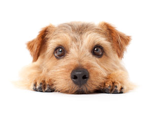 Lichaamstaal hond liggen