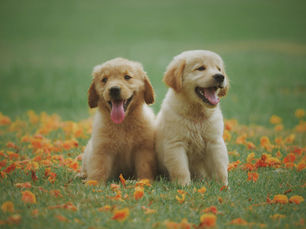 Positieve bekrachtiging hond
