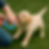 Labrador puppy leert bijten af door speeltjes en meer slaap