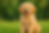 Golden Retriever pup zit vrolijk in het gras met de tong uit de bek.