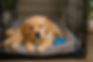Benchtraining puppy schema 2026