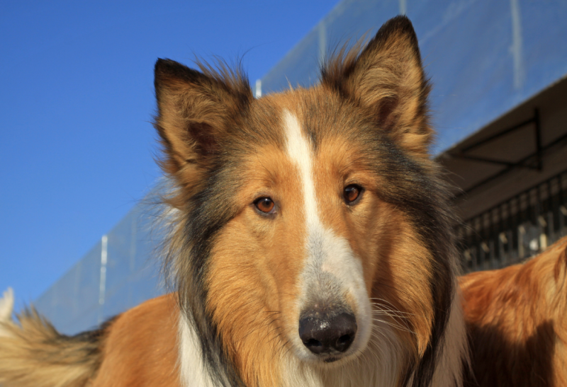 Hond laten wennen aan een fietskar