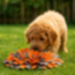 Apricotkleurige Cobberdog speelt ontspannen met een snuffelmat in de tuin – rustgevende mentale uitdaging voor honden.