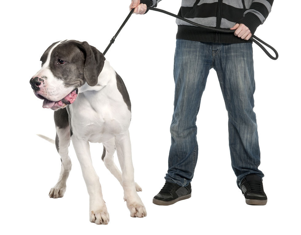 Hond leert wandelen zonder trekken tijdens privé hondentraining