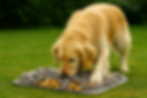 Golden retriever speelt met snuffelmat op het gras