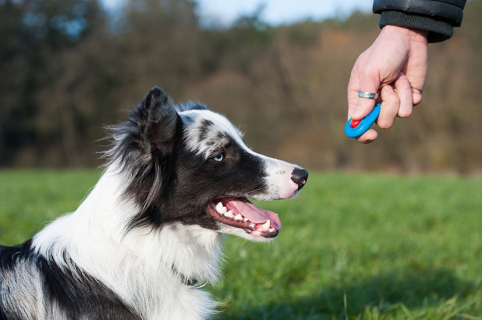 “Hond leert met clickertraining – hoe straf je een hond zonder angst?”