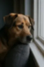 Hond kijkt verdrietig uit het raam – duidelijk signaal van verlatingsangst