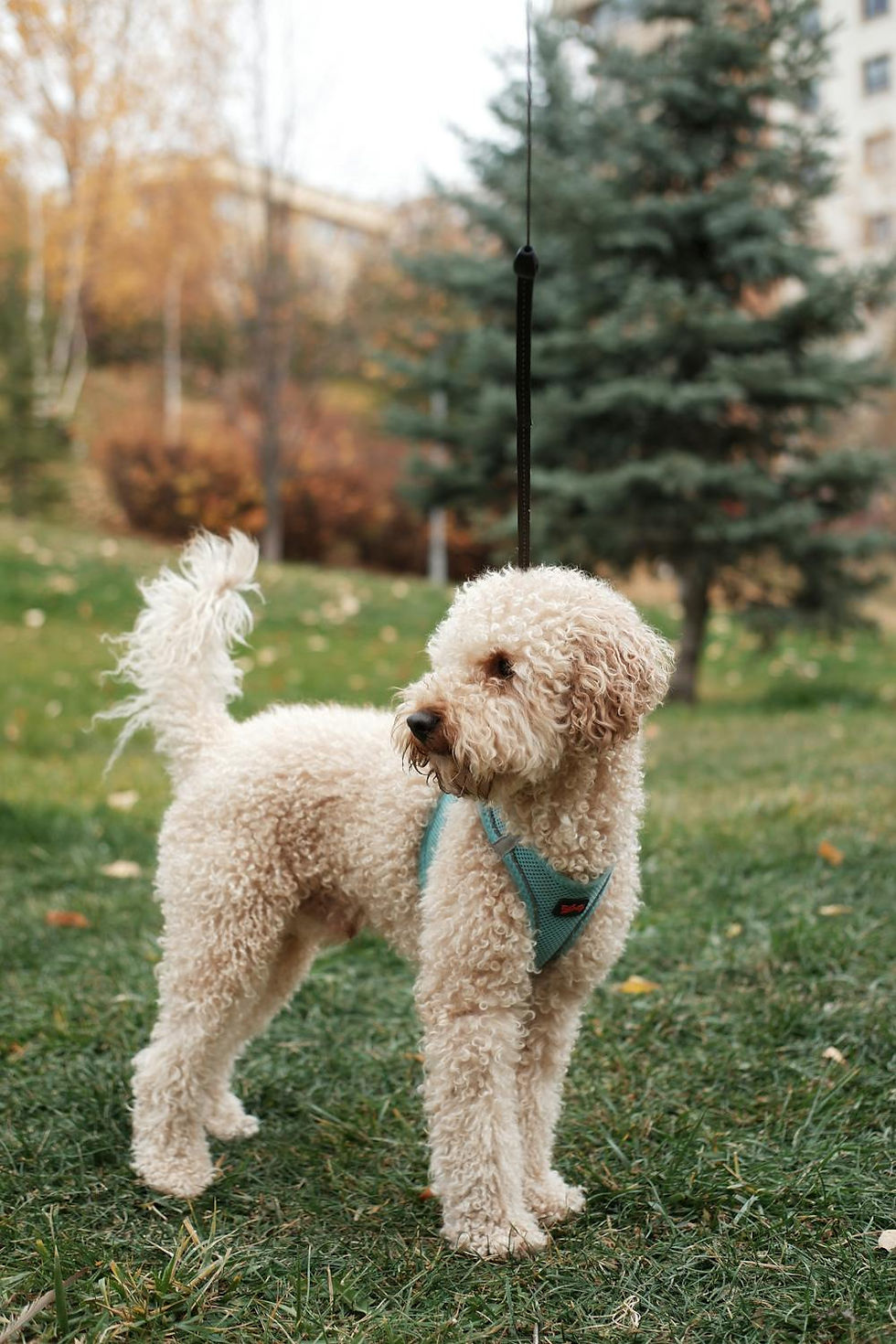Labradoodle die buiten in het park staat