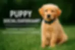 “Golden Retriever pup zit op grasveld – Puppy Socialisatiekaart (0–12 weken stappenplan)”