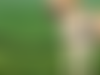 Labrador met PetSafe Easy Walk tuig tijdens wandeling – veilig, comfortabel en zonder trekken aan de lijn.