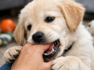 puppy bijt in hand tijdens spelen en leren bijtgedrag af