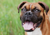 Boxer hondentraining 