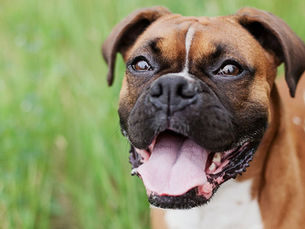 Boxer hondentraining
