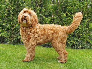 Australian Cobberdog