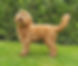 Australian Cobberdog