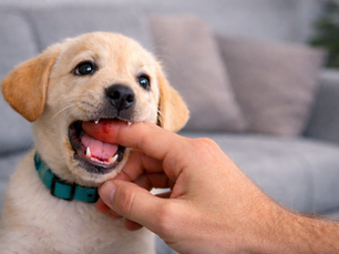 puppy bijt in hand tijdens spel – puppy bijten afleren