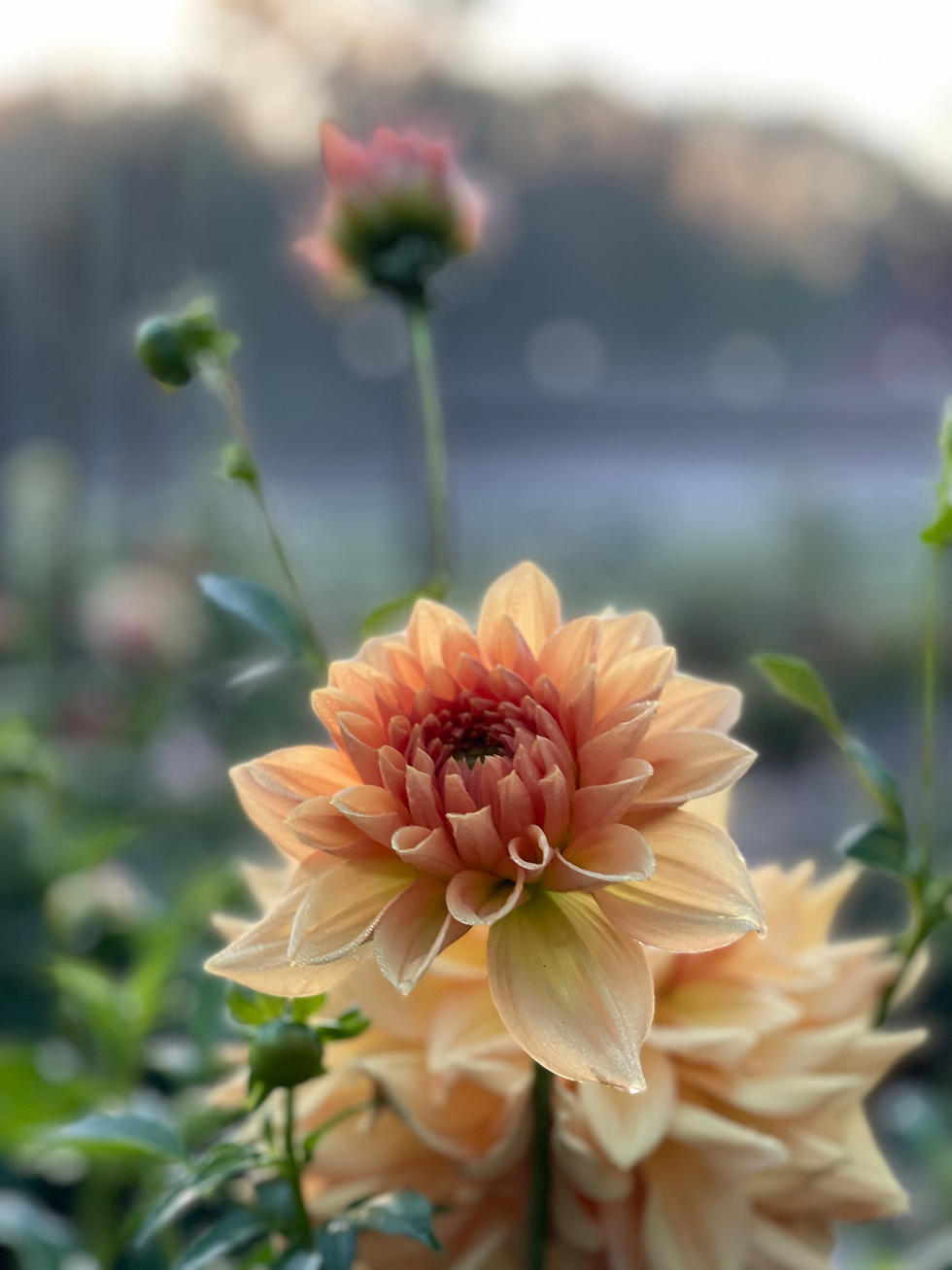 Thumbnail: Creek Haven Bouquet Club