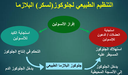 الأيضية السويَّة (الطبيعية) للسكر والاستقرار المتجانس له