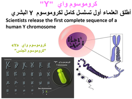 أطلق العلماء أول تسلسل كامل لكروموسوم Y البشري