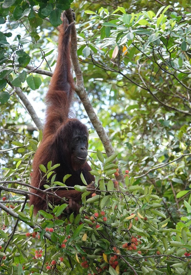 Indha’s grand child Icarus, eating rambutan