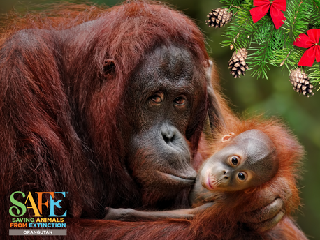 Making Sustainable Choices: Give an Orangutan-Friendly Gift this Holiday Season!