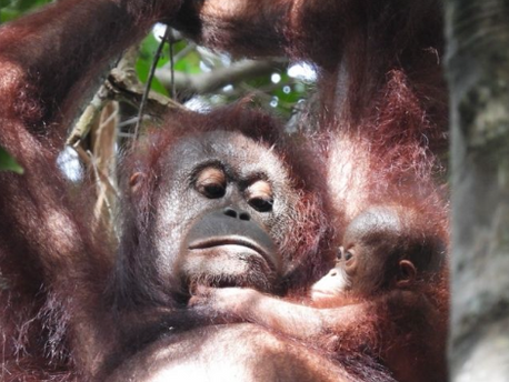 Hutan’s 2023 Annual Report