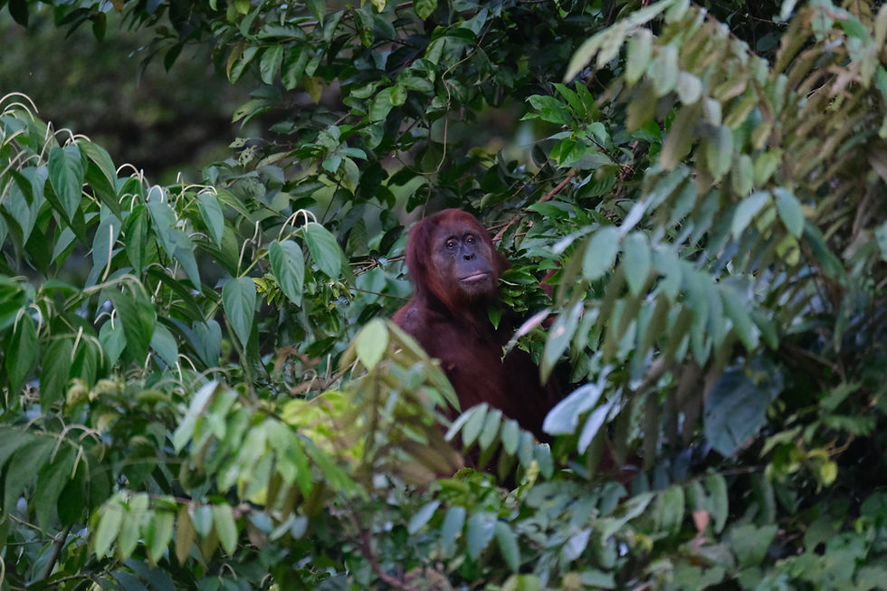 Jantho Forest: Orangutans, Forests, and Communities