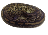 Base Morphs