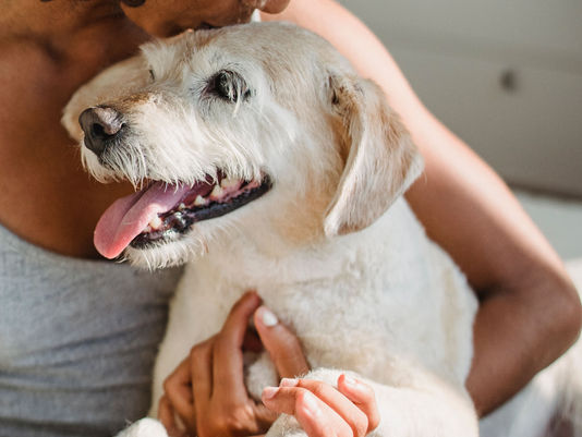 aging dog care guide Amazon 2026 — Nutramax Cosequin Big Barker PetSafe Greenies — joint support orthopedic bed mobility ramp dental care all linked to Amazon