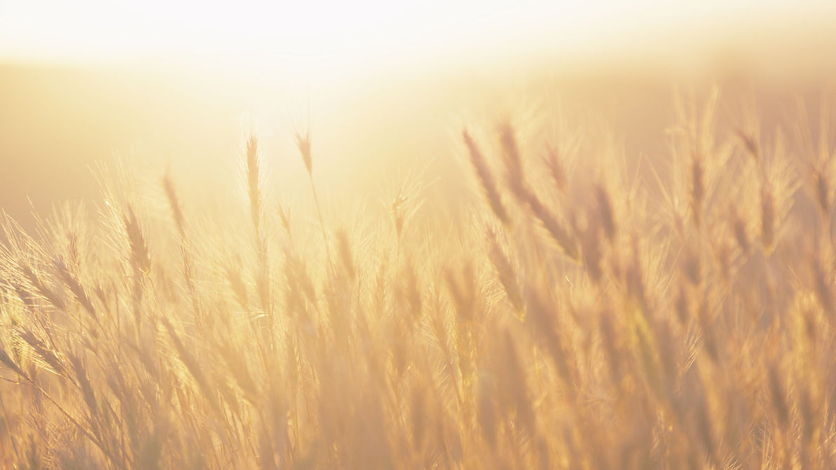Golden Wheat Field_edited.jpg