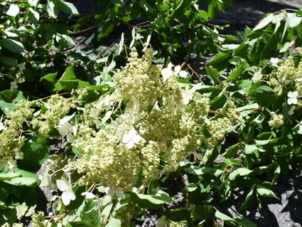 【連載】「野迫川村のマージナルな森」［第1話］ ノリウツギの可能性について