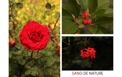 sang de nature