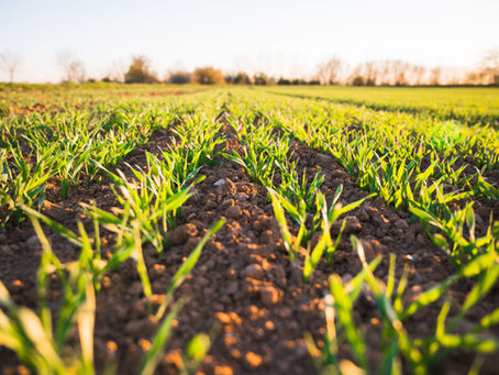 U.S. Agricultural Industry: Struggling to Grow