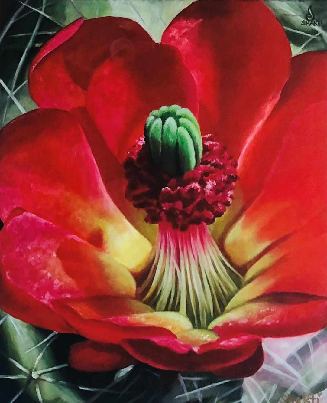 MOJAVE MOUND CACTUS - GALLERY PAGE