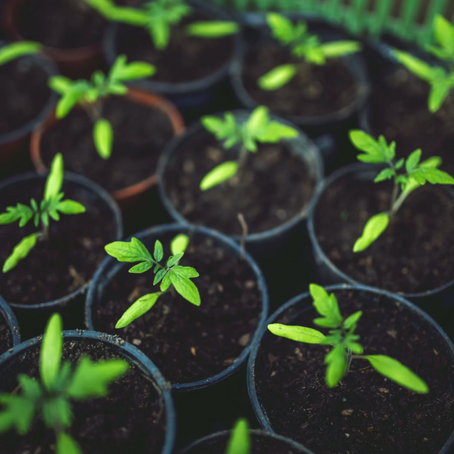 Reforestation Revolution 