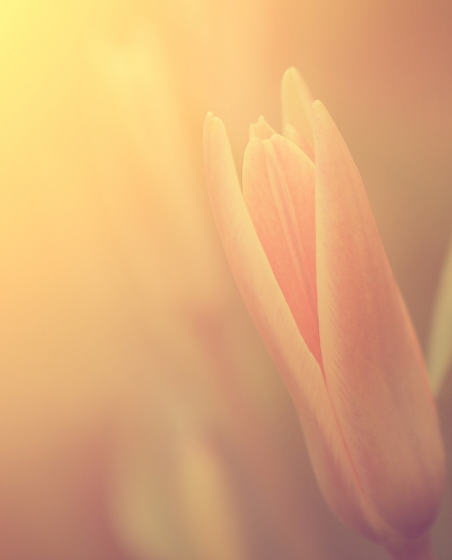 orange bloom.png