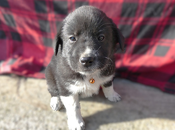 Mia JO