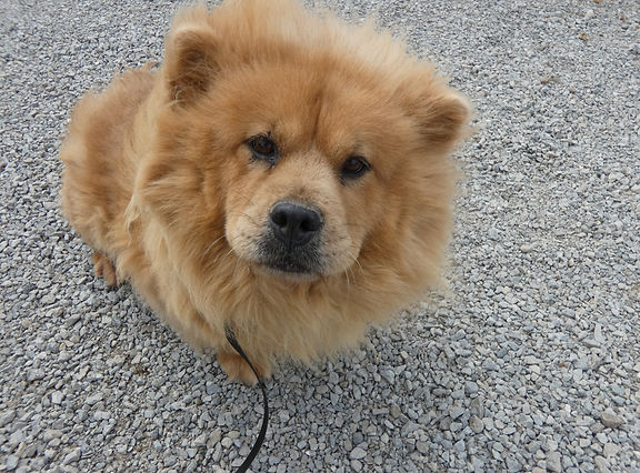 Lulu JR